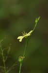 Ridged yellow flax